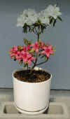 Plant08